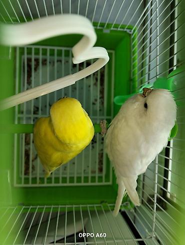 Qəfəslər: Baza ilə birgə dalğalı tutuquşu dəsti - 2 ədəd dalğalı tutuquşu (bir — 1