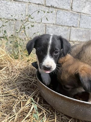 Иттер: Отдам щенят бесплатноподкинули под дом🥲8 щенят 7 из них кобелиесли — 10