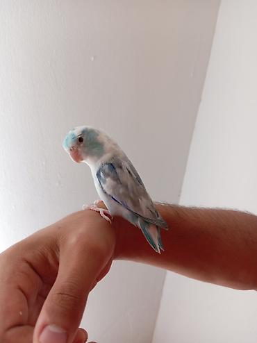 hamster kafesi: Ələ örgəşmiş erkək forpus papuqayı,qəti şəkildə dişləmir. Tam sağlam — 2