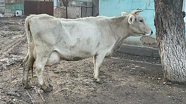 Коровы, быки: Продаю | Корова (самка) | Швицкая | Для молока — 7