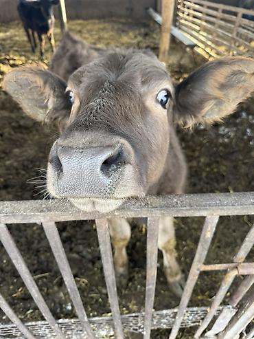 Коровы, быки: Продаю | Музоо, торпок | Швицкая | На откорм — 2