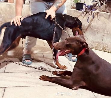 doberman itleri: Doberman — 1