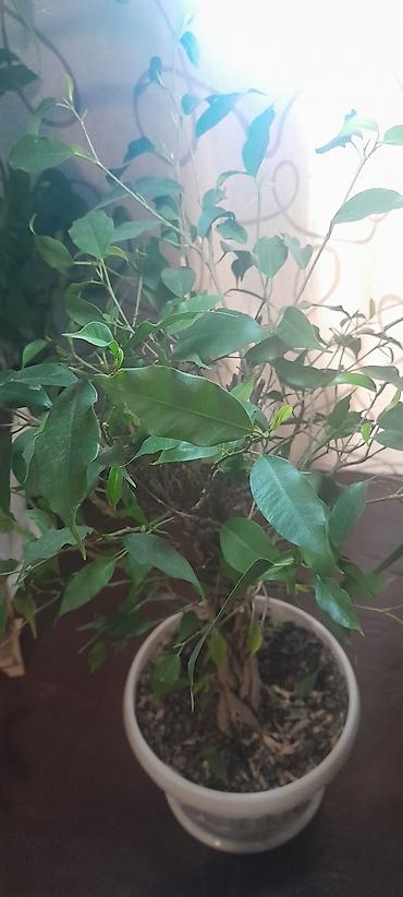 Бегонии: Продаю домашние растения — 22