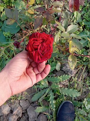 fıstıq ağacı satışı: Məhsul: Peyzaj üçün iynəyarpaq və gül kolları - Thuja “Aurea Nana” — 3