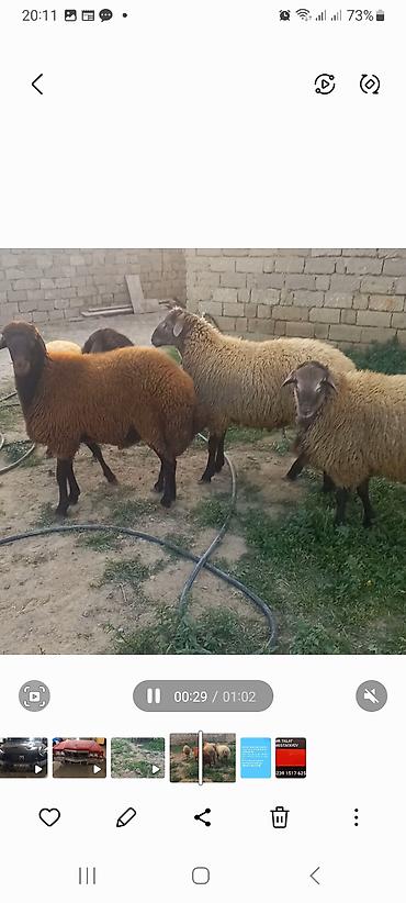 Quzu: 5 baş quzular öz Həyətimin Heyvanlaridir — 2