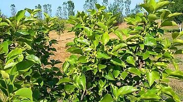 fatmayi baglari torpaq satilir: 180 sot, Kənd təsərrüfatı, Kupça (Çıxarış) — 8