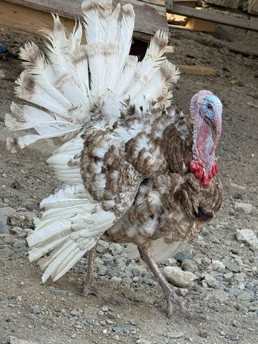 Hinduşka: Erkək, Damazlıq — 8