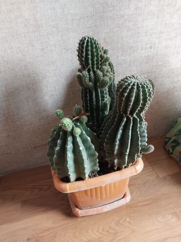 Gübrələr: Otaq bitkiləri