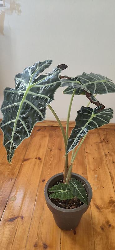 yaz gulleri sekilleri: Alocasia Polly. Böyük ölçü. 2 köklü. Bazar günü metro üstüne çatdırıla — 1