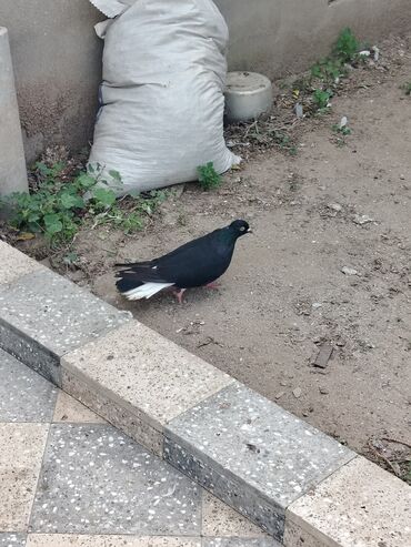 Göyərçinlər: Məhsul: Ev göyərçinləri (bir neçə fərqli rəngdə) Təsvir: Salam. 4 — 6