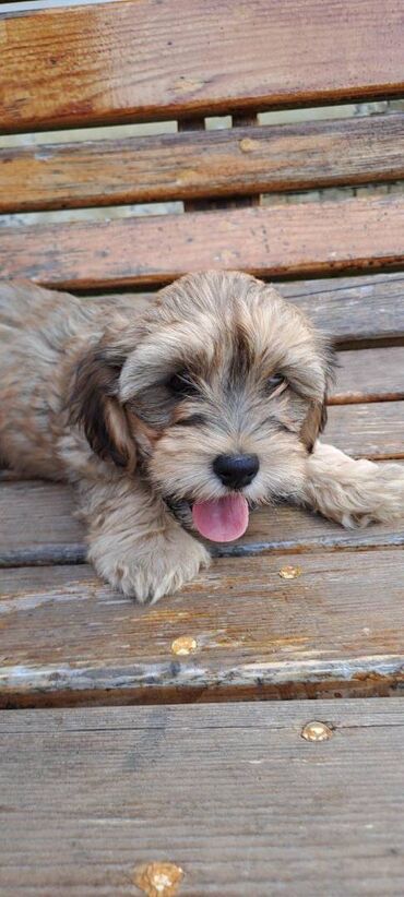 Psi: Ovi preslatki mališani su štenci Havanskog Bišona, jedna ženkica i 4 na lalafo.rs — 4 Psi: Ovi preslatki mališani su štenci Havanskog Bišona, jedna ženkica i 4 — 4