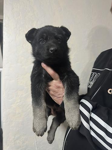 Продажа собак: Щенки ВЕО 1.5 месяца с родословной . Окрас -чепрачный черный с — 7
