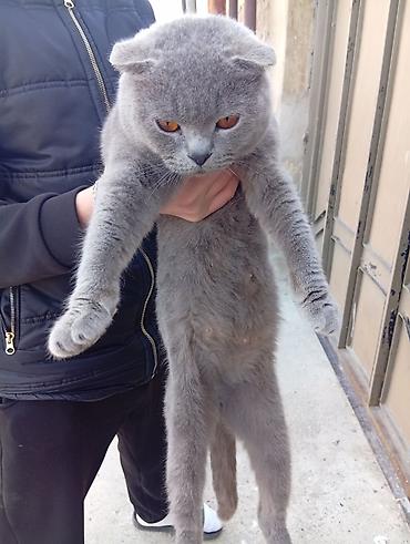 Кошки: Шотландская вислоухая — 3