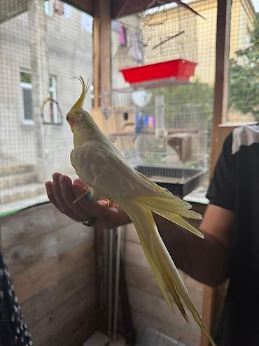 Tutuquşları: Korella əl quşu bala hazir cut kime hansi lazimdisa var sarilar 45-50 — 8