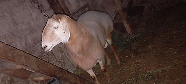 кошка породистые: Продаю | Овца (самка) | На забой — 3