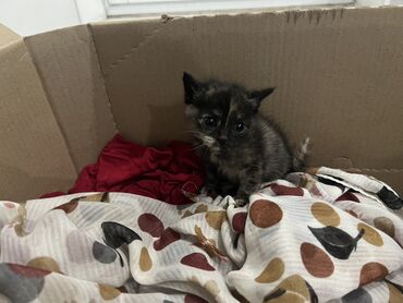 куры марьям бишкек: Отдам котят в добрые руки 🐱 Котята здоровые, отглистованы. В подарок