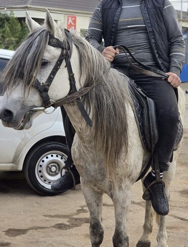 at satiram: Самец, Qarabag, лет: 8, Самовывоз