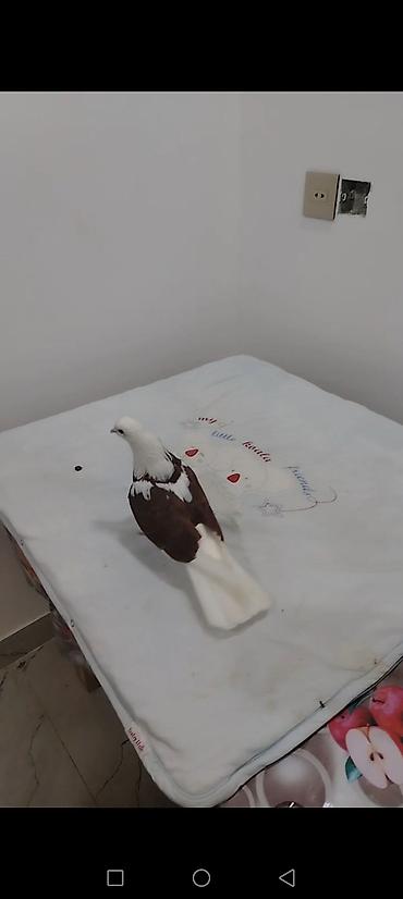 Göyərçinlər: Məhsul: göyərçinlər - Erkək “goy boyun” göyərçin – tutulma. Ağ — 12