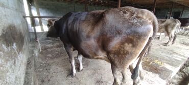 Коровы, быки: Продаю | Корова (самка) | Швицкая