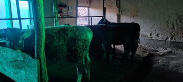 Коровы, быки: Продаю | Корова (самка) | Для молока | Привязанные at lalafo.kg — 9 Коровы, быки: Продаю | Корова (самка) | Для молока | Привязанные — 9