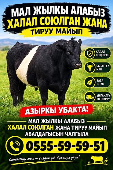 услуги по забою птицы: Продаю | Бык (самец) | На забой — 1