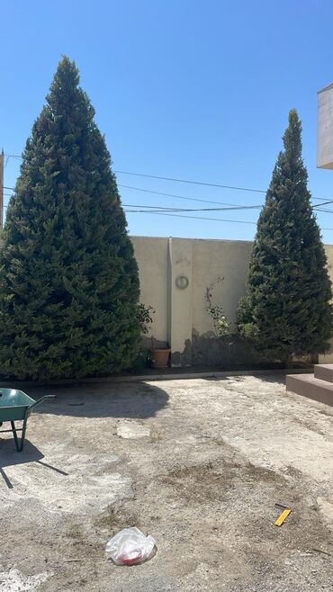 Bağbanlar: Bağban, 35 yaş, Təcrübəli — 5