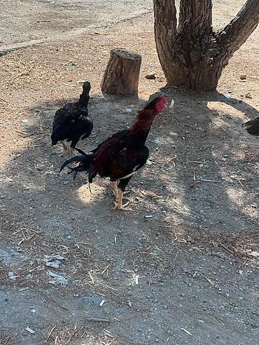 корм для собак баку: Barter edirem yerli toyuqlarla — 1