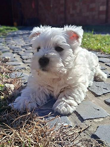 Psi: Zapadno škotskog belog terijera "W E S T I " stari 2 meseca — 3