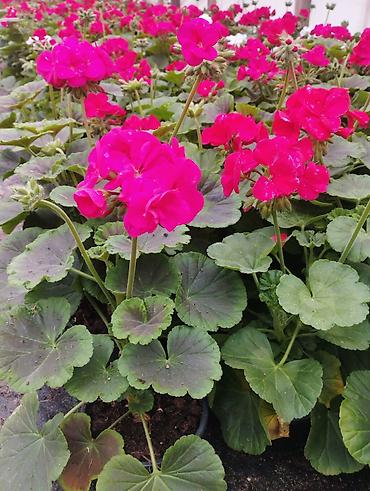 Buket güllər: Geran, sardunya, geranium, pelargonium, geran zonali topdan və — 4