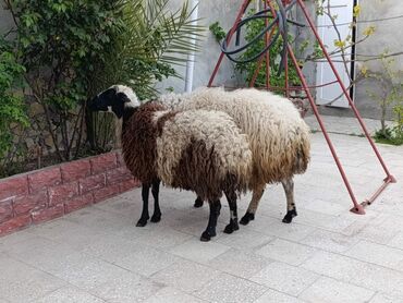 Digər kənd təsərrüfatı heyvanları: Qoyun. Qoc. Damazliq ve qurbanliq erkekler. Sağlam yeyimcil kok