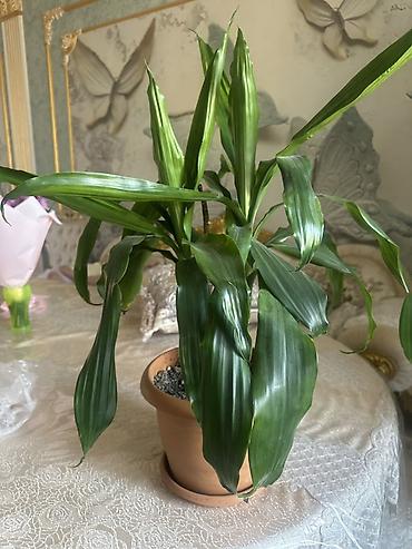 suni bitki: Dracaena fragrans (Corn Plant) – otaq bitkisi - Növ: Dracaena — 2