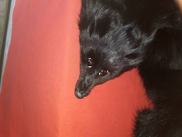 Krzneni kaputi: One size, Polarna lisica, bоја - Crna na lalafo.rs — 7 Krzneni kaputi: One size, Polarna lisica, bоја - Crna — 7