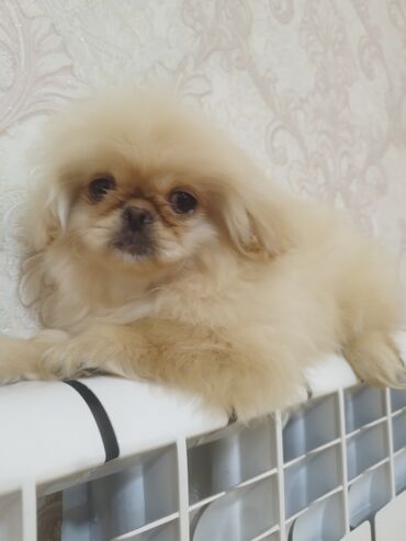 İtlər: Pekines, 4 ay, Erkek, Peyvəndli, Ünvandan götürmə, Ödənişli çatdırılma