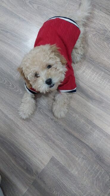 İtlər: Pudel, 3 ay, Erkek — 8