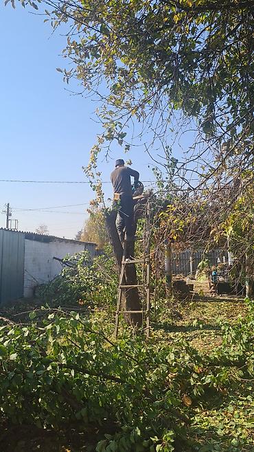 эшик уйдун: 15- 20 жылдык орук бар сатылат срочно комузга — 1
