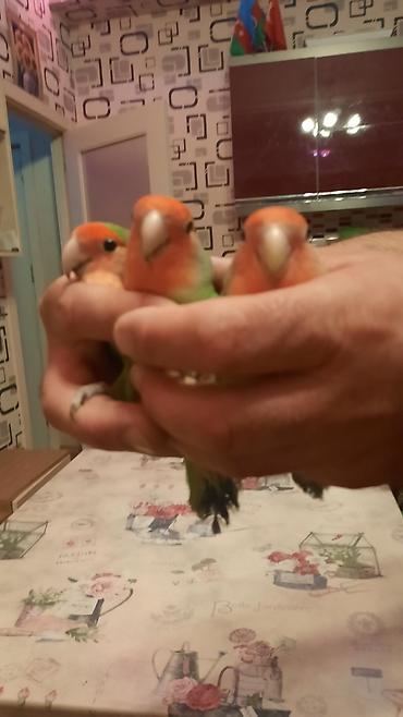 quş adları: Növ: Agapornis (Sevgi tutuquşusu) – yaşıl bədən, mavi quyruq ucları — 4