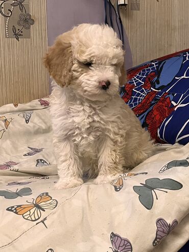 İtlər: Pudel, 2 ay, Erkek, Peyvəndli, Ödənişli çatdırılma — 7