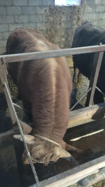 Коровы, быки: Продаю | Бык (самец) | На откорм | Привязанные — 1