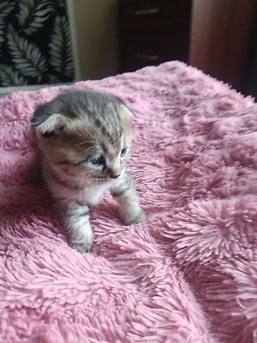 Животные: Котята с классическим тигровым (табби) окрасом. - Возраст на фото — 1