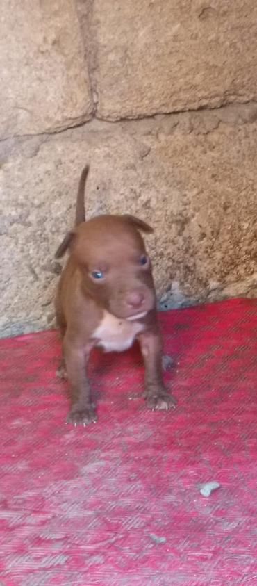 İtlər: Pitbul, Peyvəndli — 2