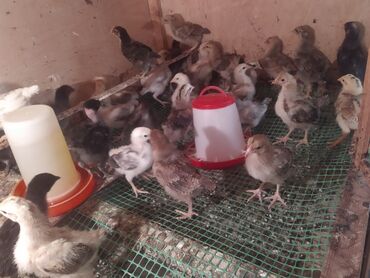 Toyuqlar: Toyuq, Kuçin, Damazlıq, Ünvandan götürmə, Ödənişli çatdırılma