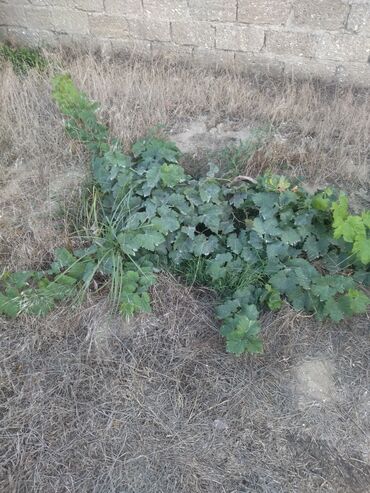 Ağaclar: Satıram . Nar ağacı kemsirin ve birde üzüm ağacı hər ikisi torpaq da — 10