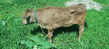 бельгийский бык: Продаю | Музоо, торпок | Абердин-ангус | Для разведения