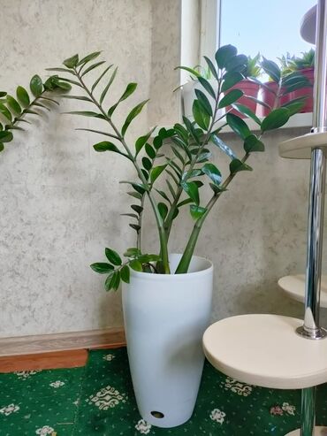 продаю 1 комнатную квартиру в бишкеке: Растение замиокулькас (Zamioculcas), которое еще именуют долларовым