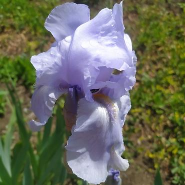 Другие товары для дома и сада: Ирисы 100сом — 12