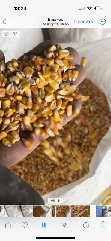 бумажные полотенца цена бишкек: Кукуруза 12% с доставкой с выше 8 т зерно: кукуруза и ячмень (сыпучие
