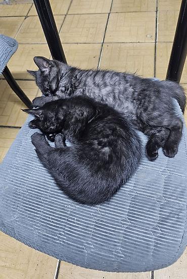 Кошки: Отдам котят в добрые руки 2.5 месяца к лотку приучены, мать — 3