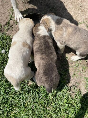 Собаки: Чистокровные щенки Алабай ( 3 кобеля крупные ) д.р 19.03.24