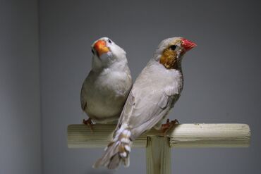 Amadinlər: Amadin quslari saglam ve hazir quslardir. cüt veya tek satilir. qiymet — 8