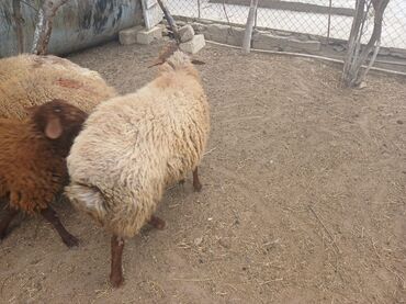 Qoyunlar, qoçlar: Qoyunlar – yerli ətlik/yunluq sürü - Şəkillərdə bir neçə baş yerli — 6